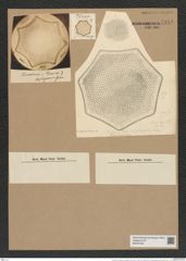 Triceratium schmidtii var. pustulatum (de-Toni-Nr.: Genus 139, Species 3705*) Zeichnungen Sammlung Grunow Nr. 7184 (NHMW-BOT-W0376165)